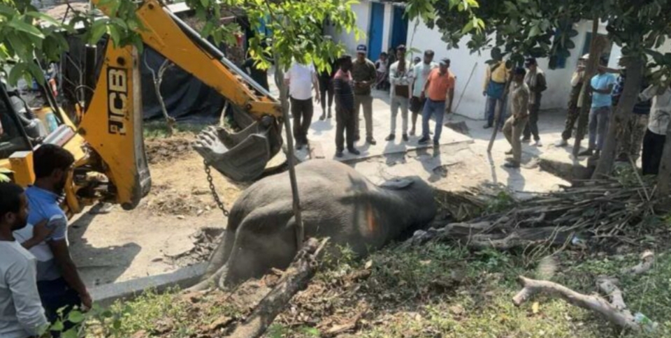 उत्तराखंड: ट्रेन की चपेट में आने से टस्कर की मौत