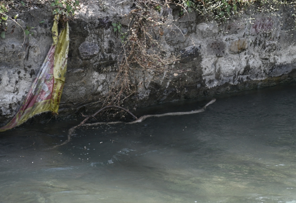 उत्तराखंड हल्द्वानी: सिंचाई नहर नहर में आया 6 फीट लंबा सांप, मचा हड़कंप, निकल कर भागे नहा रहे लोग