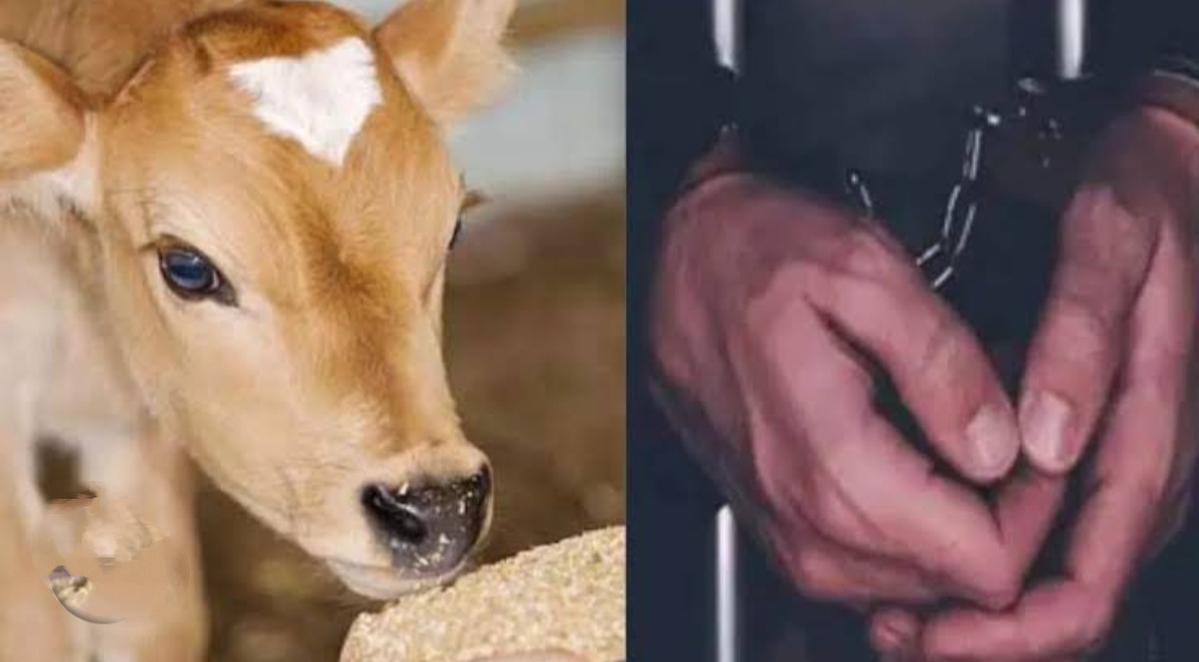 उत्तराखंड रामनगर: (शर्मनाक) गाय की बछिया से दुष्कर्म, विशेष समुदाय के युवक को गिरफ्तार कर भेजा जेल