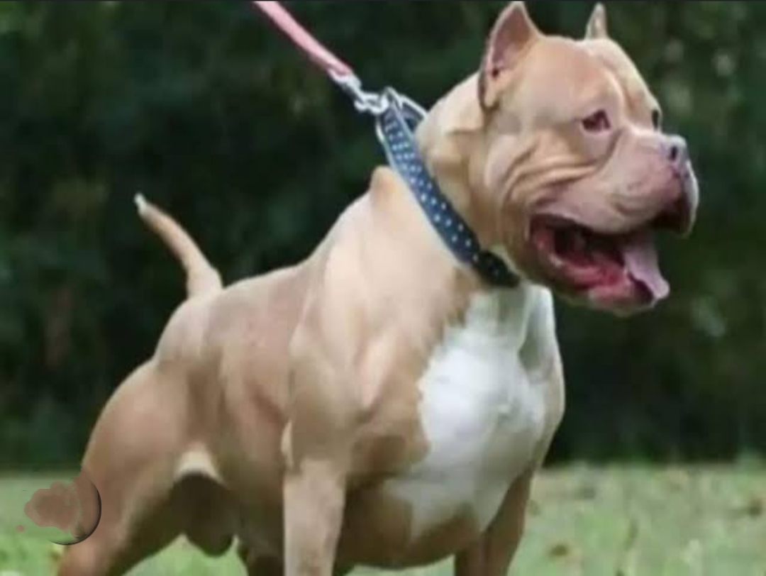 उत्तराखंड हल्द्वानी: युवक चाबुक से पीटता था मां को, महिला के किया विरोध तो तानी पिस्टल, पिटबुल कुत्ता छोड़ा…जानें मामला