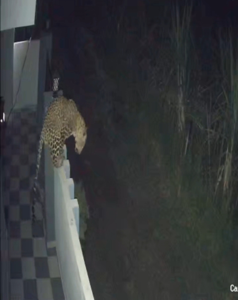 हल्द्वानी:- देखें Video::हल्दुचौड़ के निकटवर्ती गांव में गुलदार की दस्तक, क्षेत्र में दहशत का माहौल…..