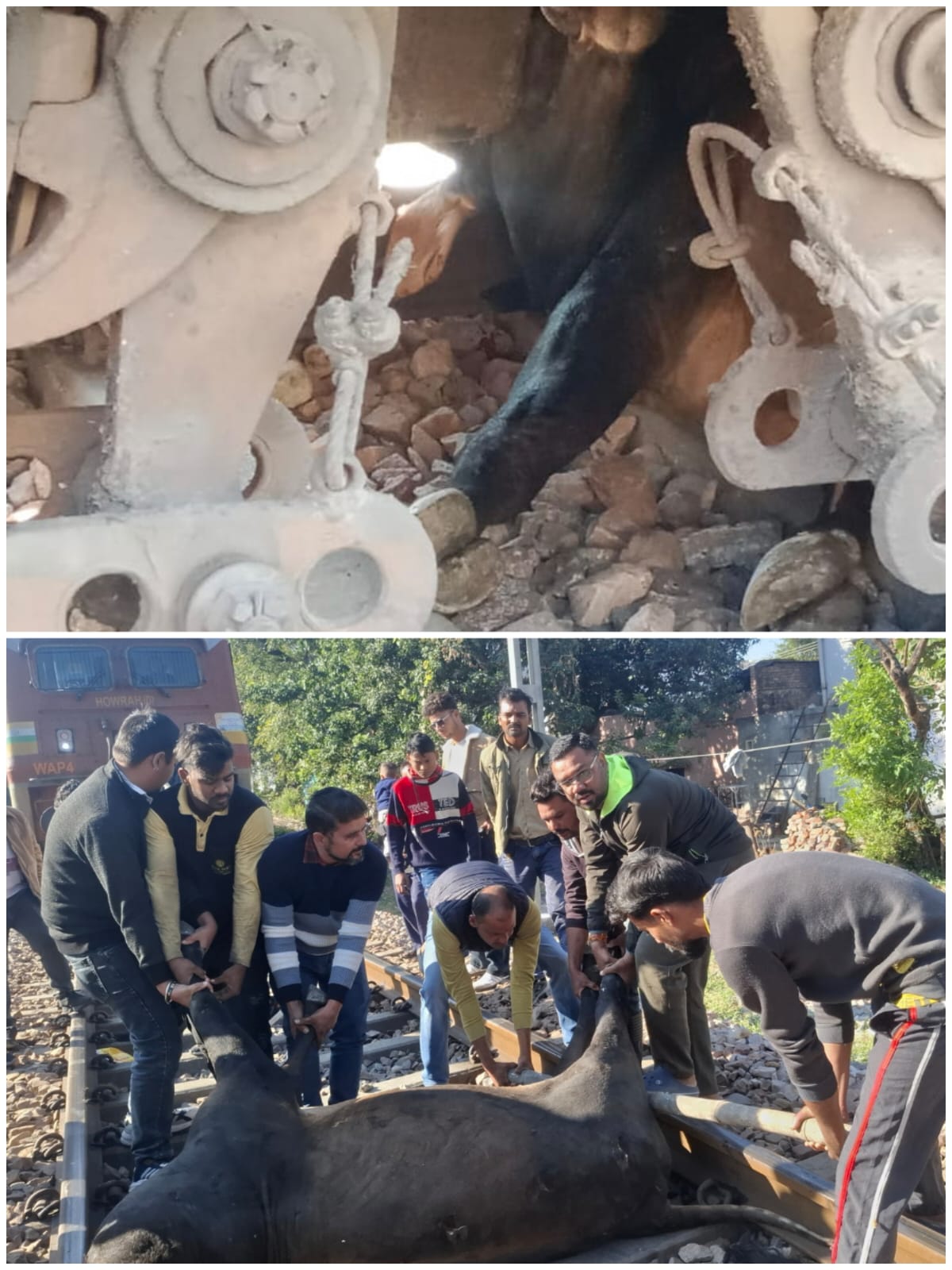 उत्तराखंडहल्द्वानी:- देखें Video- ट्रेन की चपेट में आए गोवंश की दर्दनाक मौत…..