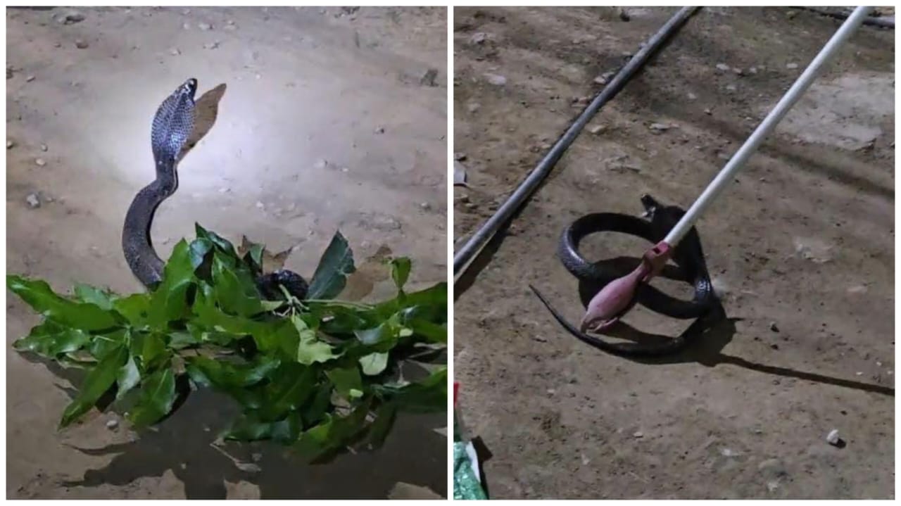 उत्तराखंडहल्द्वानी:- देखें Video- चार घंटे की कड़ी मशक्कत के बाद पकड़े गए नागराज, क्षेत्रवासियों ने ली राहत की सांस……..