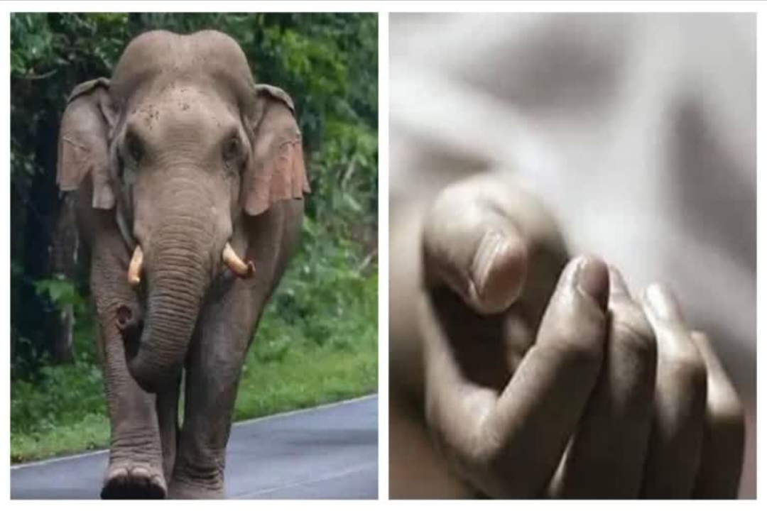 उत्तराखंडदेहरादून:- माता-पिता के साथ स्कूटी पर सवार छात्र को हाथी ने पटका,मौत,परिजनों में मचा कोहराम……….