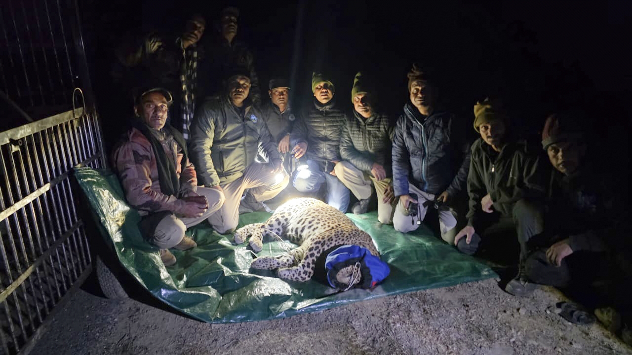 उत्तराखंडचंपावत:- आखिर पकड़ा गया आदमखोर, ग्रामीणों ने ली राहत की सांस, वन विभाग का जताया आभार…….