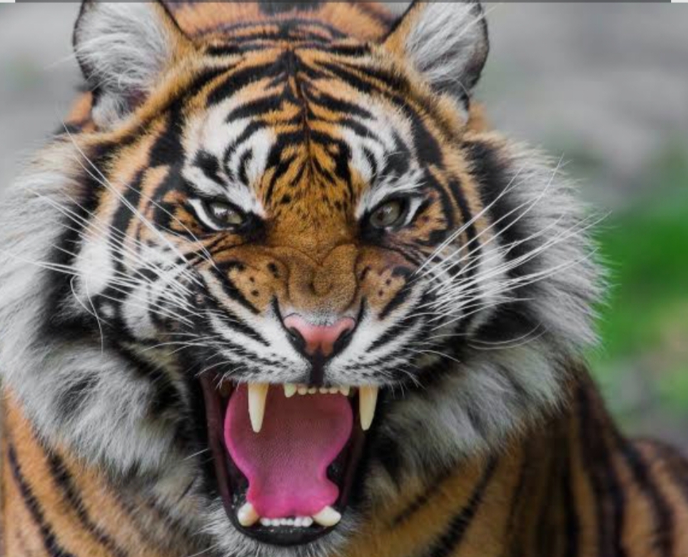 ब्रेकिंग:- कोसी रेंज में बाघ ने विक्षिप्त को बनाया निवाला….. 