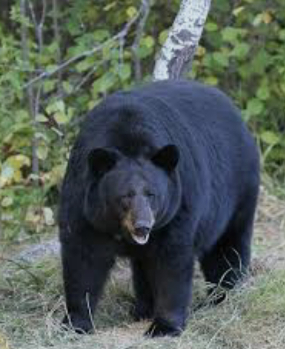 भालू के हमले में बाल बाल बच्चे अंकित के माता-पिता, मुख्यमंत्री से मुलाकात कर वापस गांव लौट रहे थे…….