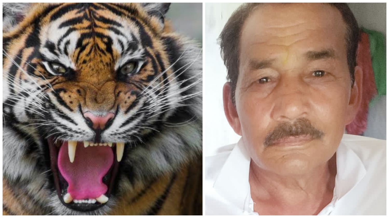 अब खटीमा में बुजुर्ग को बाघ ने बनाया निवाला,इलाके में दहशत…….