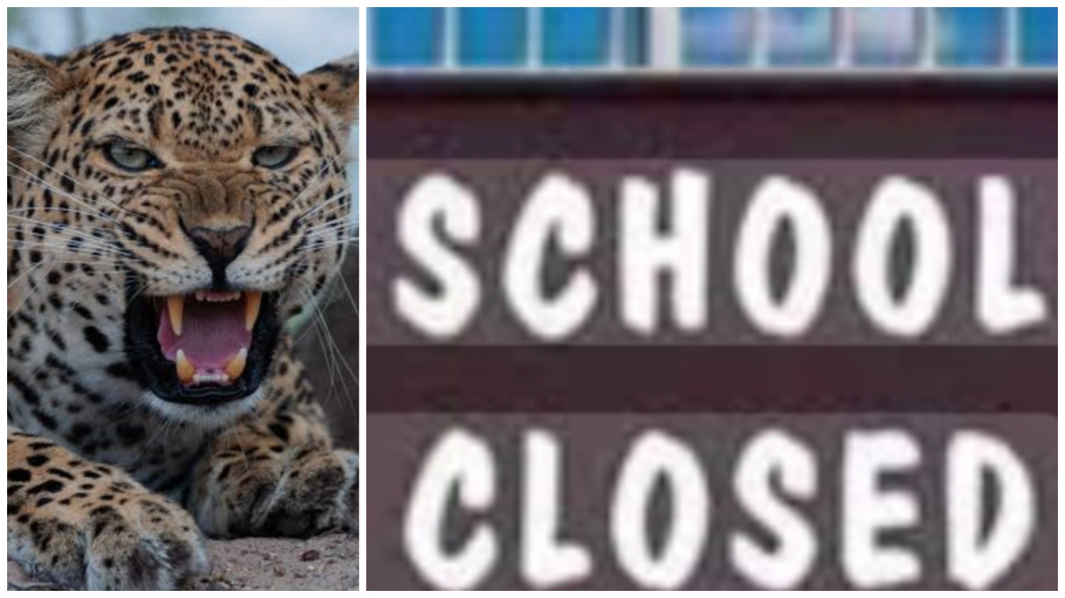 आदमखोर का आतंक, जिले में यहां तीन दिन और बंद रहेंगे स्कूल…….