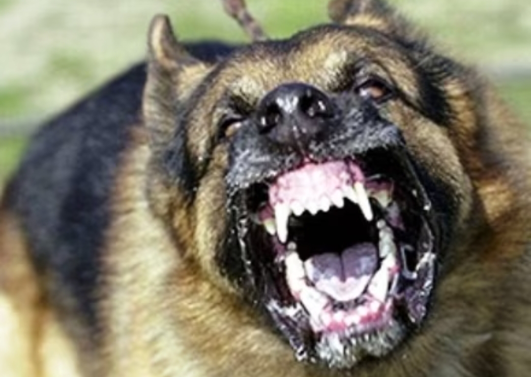 मल्ली बमौरी में कुत्तों का आतंक, पार्षद के भाई सहित 15 को काट किया घायल.. देखें-Video