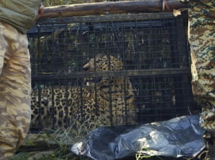 अब धारी में पिंजरे में फंसा गुलदार, तीन महिलाओं को निवाला बनाने वाला नरभक्षी अब भी पहुंच से बाहर..देखें – Video 