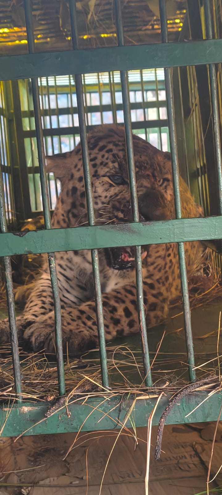 दहशत का पर्याय गुलदार पिंजरे में हुआ कैद, ग्रामीणों ने ली चैन की सांस…..