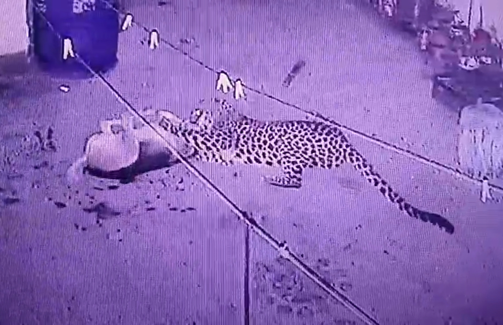 घर की छत पर पहुंचे गुलदार ने कुत्ते को बनाया निवाला, देखें Video…