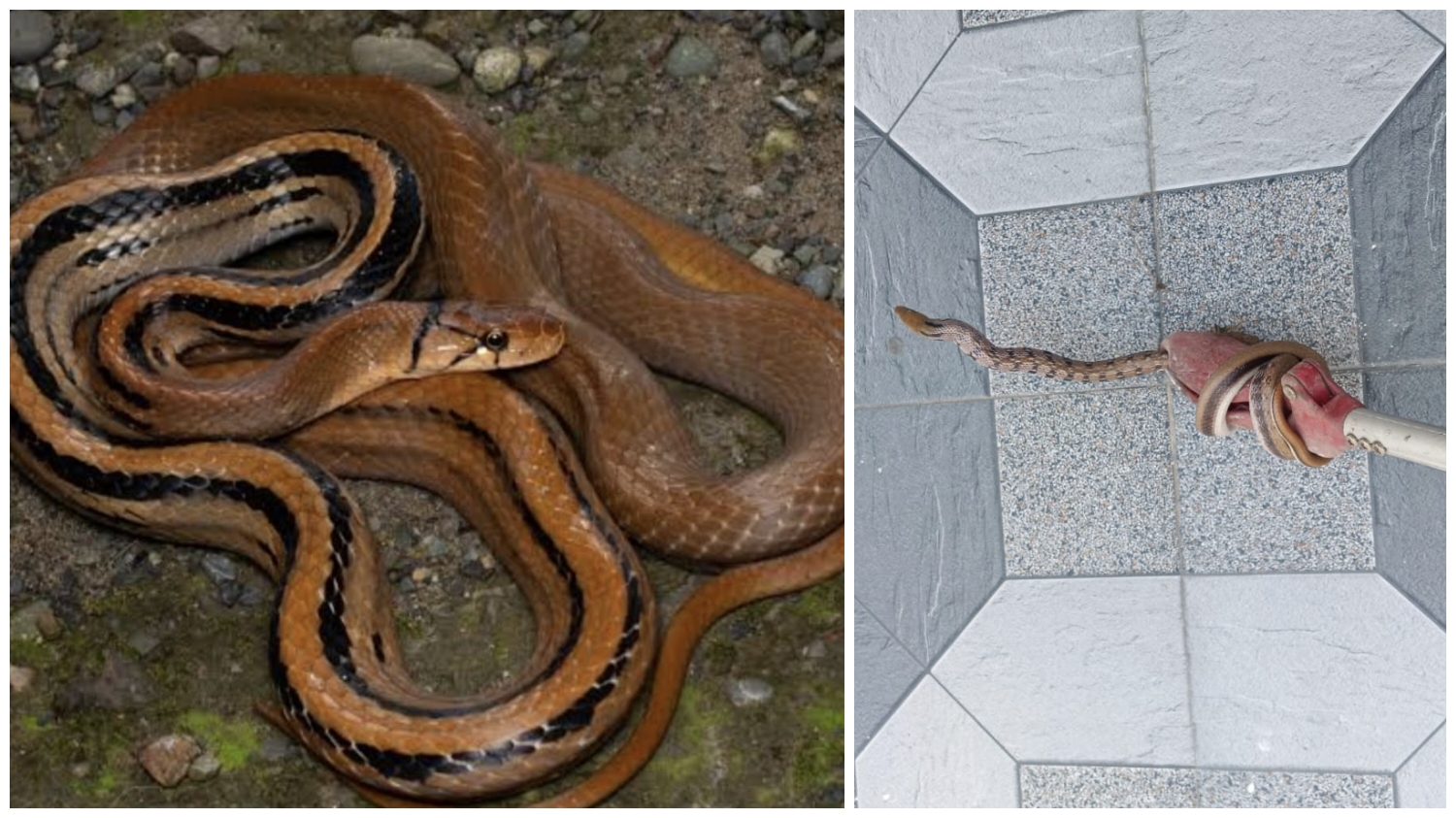 वन विभाग ने रेस्क्यू किया दुर्लभ प्रजाति का सांप….