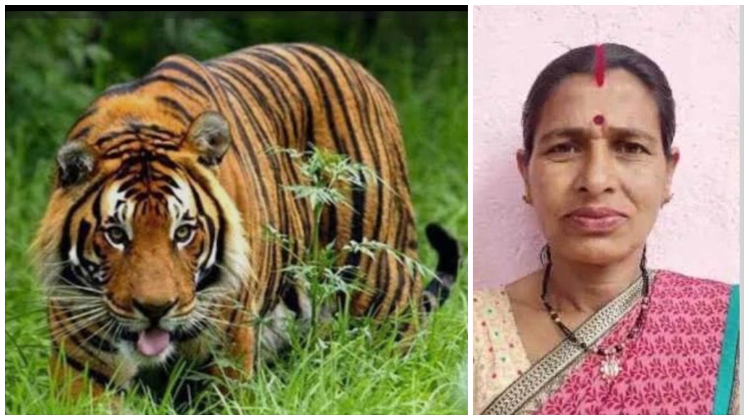 चारा लेने गई महिला को बाघ ने बनाया निवाला, ग्रामीणों में आक्रोश……