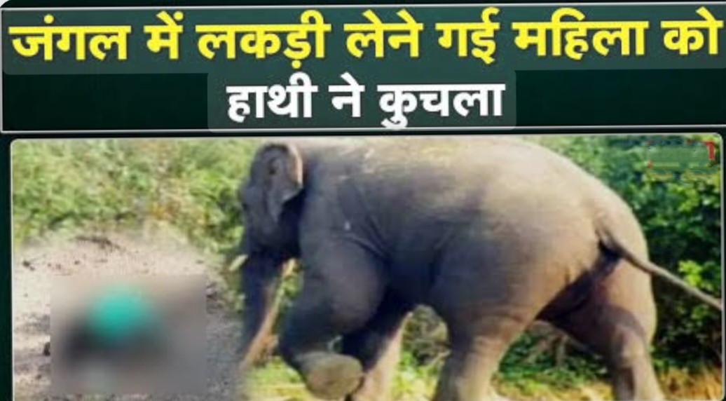जंगल में लकड़ी बिनने गई महिला को हाथी ने कुचला,मौत…..