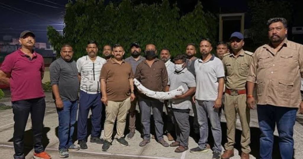पुलिस,एसटीएफ और वन विभाग की संयुक्त कार्रवाई, ₹1.5 करोड़ के हाथी दांत के साथ 2 तस्कर गिरफ्तार…..
