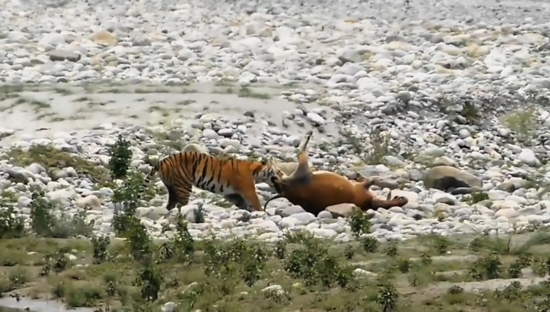 नदी में पानी पीने आई गाय को बाघिन ने बनाया निवाला, ग्रामीणों में दहशत..देखें Video