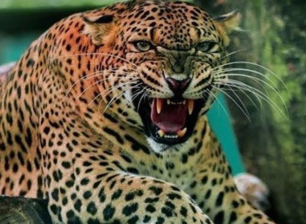 घास काटने गई महिला को गुलदार ने बनाया निवाला, ग्रामीणों में आक्रोश…..