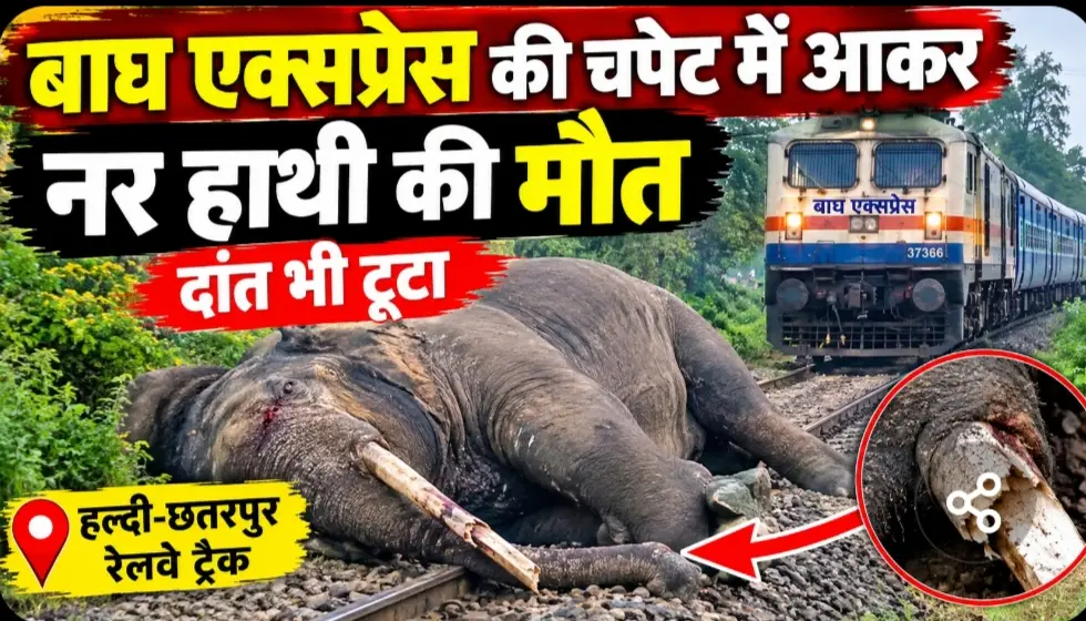 बाघ एक्सप्रेस की चपेट में आकर नर हाथी की मौत, टूटा दांत…
